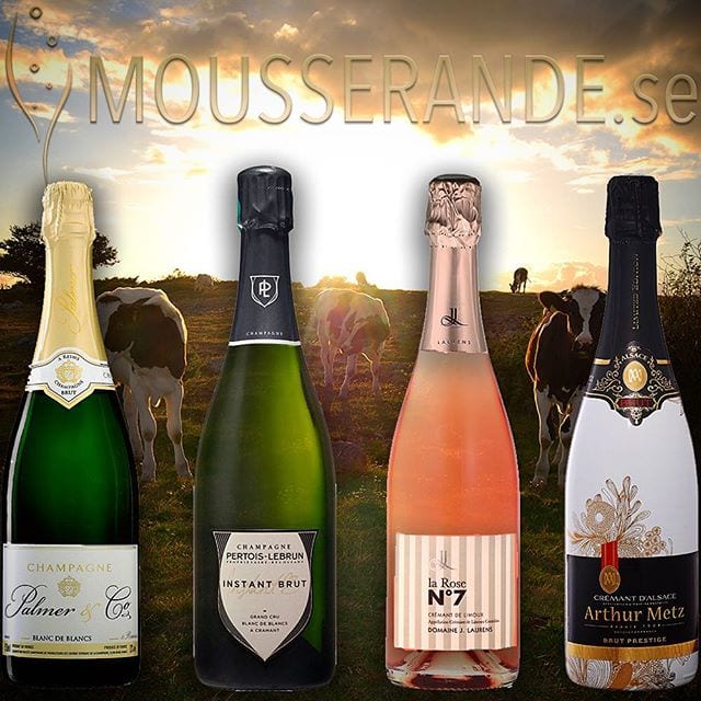 Nya recensioner på hemsidan! Bäst den här veckan var Palmer Blanc de Blancs 2011 (nr 7553, 314kr) som förförde oss med sina friska och fräscha äppel-och citrustoner. Instant Brut från Pertois-Lebrun var dock nästan lika bra.  @oenoforos @skrubbeswines @stellankramer @selectedchampagne